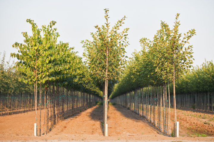 A tree nursery, rows of young sapling trees being grown