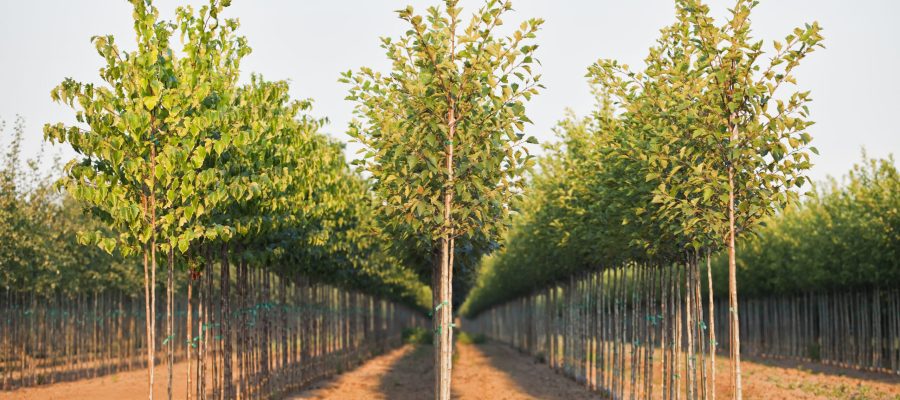 A tree nursery, rows of young sapling trees being grown