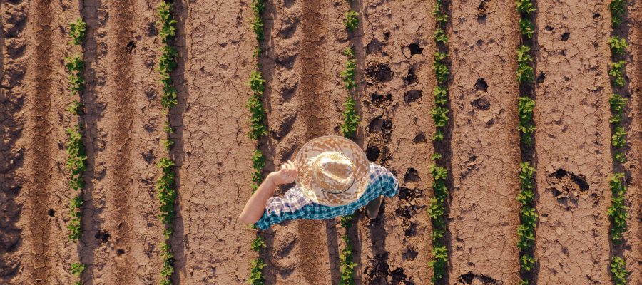 Aerial view of farmer in soybean field, drone pov directly above farm worker