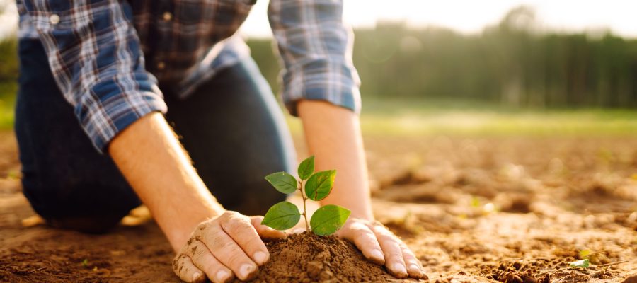 Hands of an experienced farmer plants and cares for new sprout in field. Gardening concept, ecology.