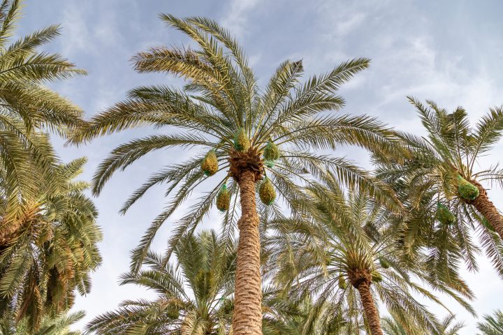 palm-tree-with-unripe-dates-in-al-ain-oasis-2023-11-27-05-21-02-utc