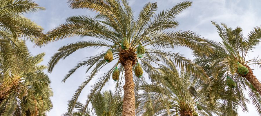 palm-tree-with-unripe-dates-in-al-ain-oasis-2023-11-27-05-21-02-utc