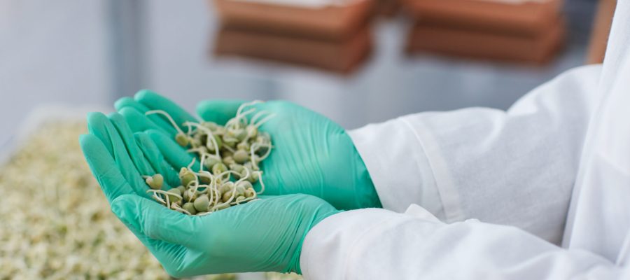 Close-up of farmer in protective gloves holding young sprouts in his hands while working in the lab